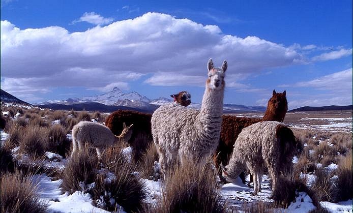 lamas