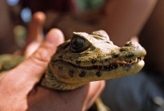 B&eacute;b&eacute; crocodile dans la jungle