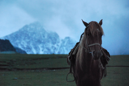 un cheval